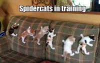 Spidercats