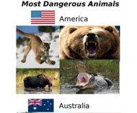 Najniebezpieczniejsze zwierzęta