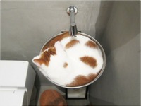 Zdjęcia potwierdzające to, że koty są płynne i wpasują się w każde naczynie