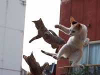 Zdjęcia kotów ninja!