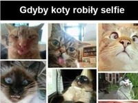 Gdyby koty robiły selfie